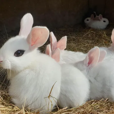 فندق مبيت وإفطار La De La Ferme Du Clos Giot