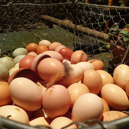 La De La Ferme Du Clos Giot فندق مبيت وإفطار سانت-فاست-لا-هوغ